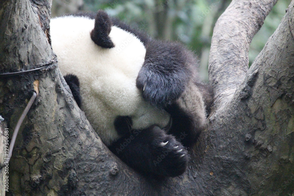 Fototapeta premium Baby Panda