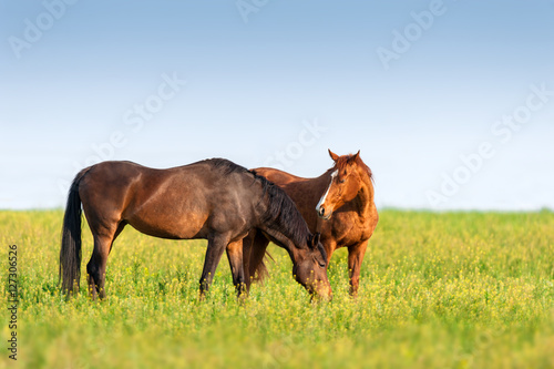 Two horse grazing on pasture at summer day
