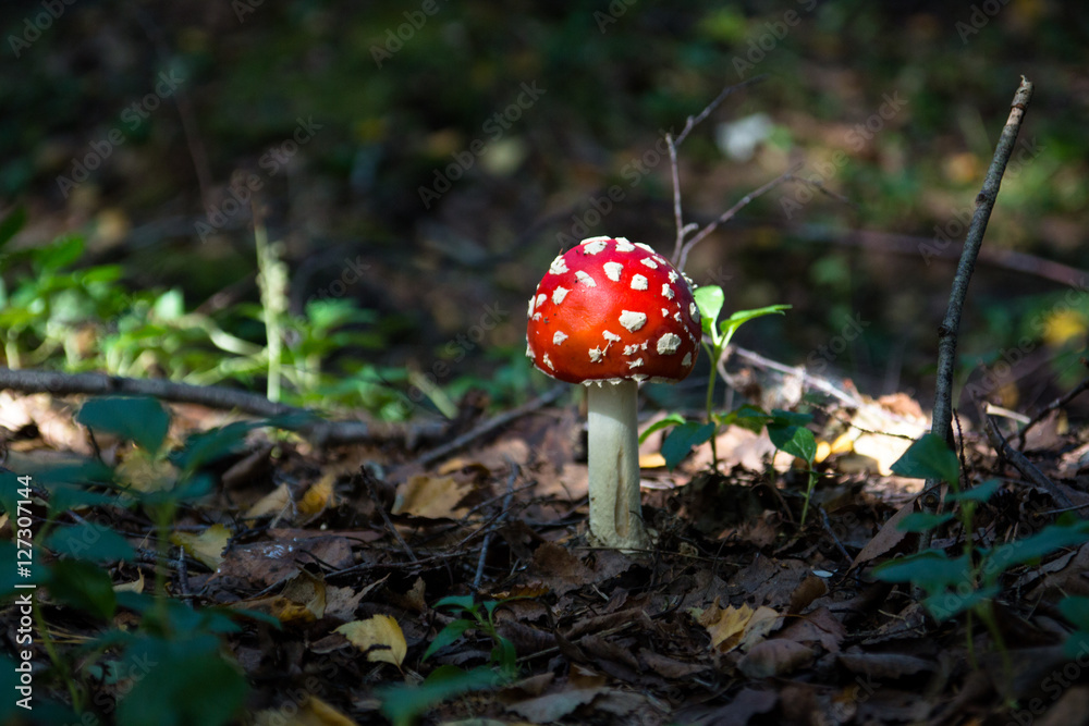 Mushroom picking in Belarusian forest Mushroom picking in Belarusian forest