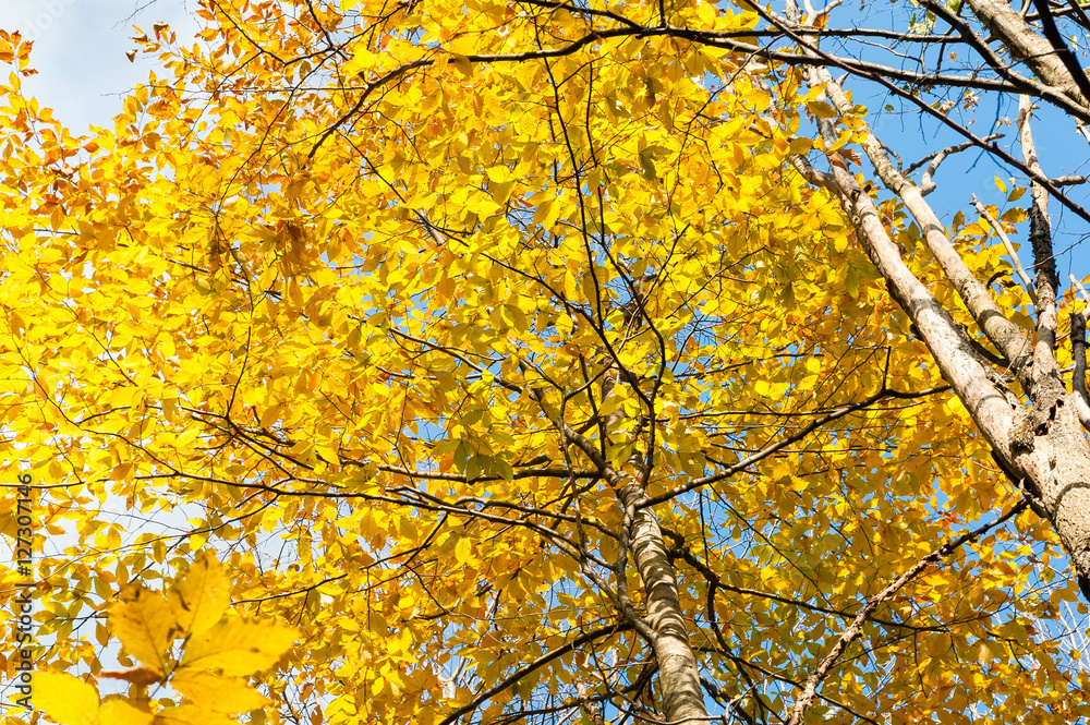 Yellow foliage and blue sky background fall season Yellow foliage and blue sky background fall season
