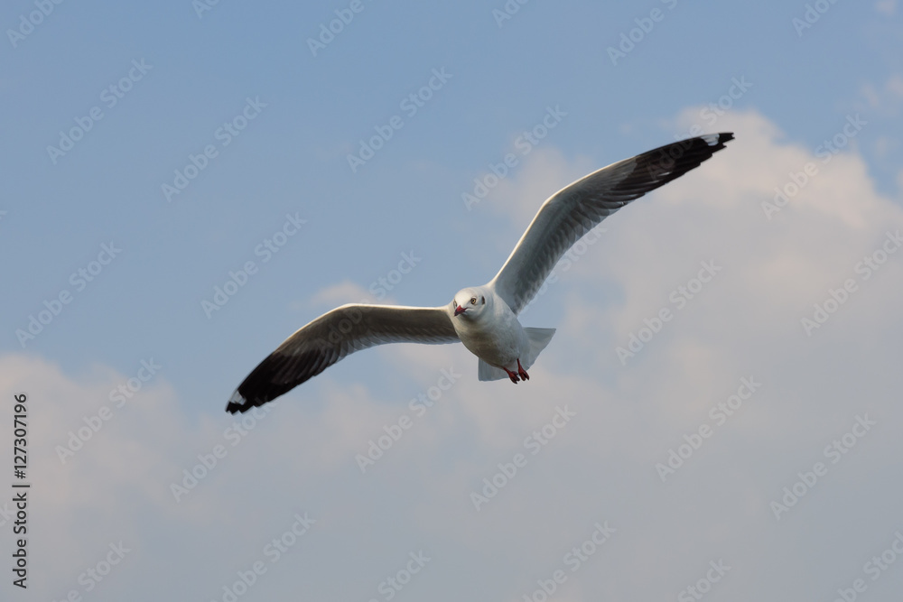 Obraz premium Flying seagull 