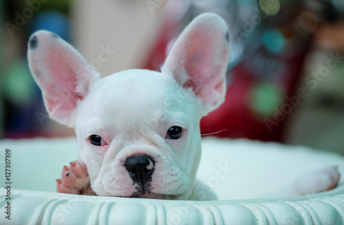 Puppies french bulldog in white pots. © sarawutnirothon