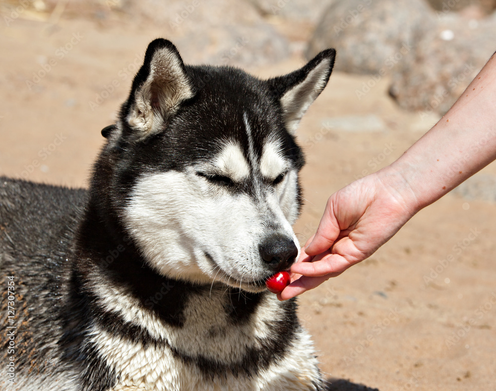 Man giving a dog Siberian Husky berry cherry
