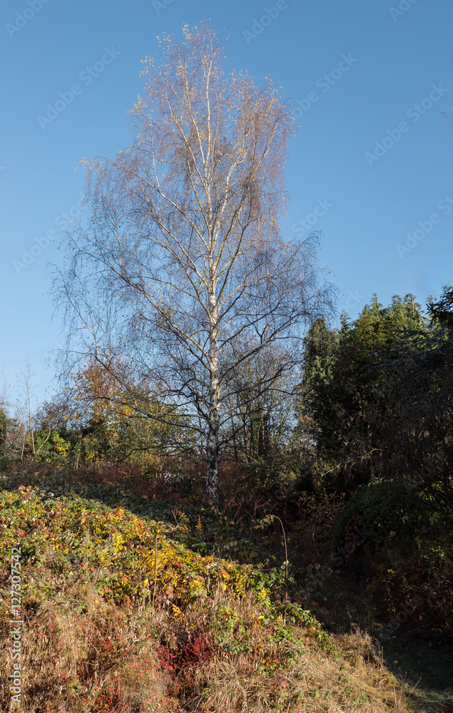 Fototapeta premium Herbstland- Entlaubte Birke