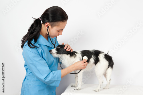 dachshund dog examination by a veterinary doctor