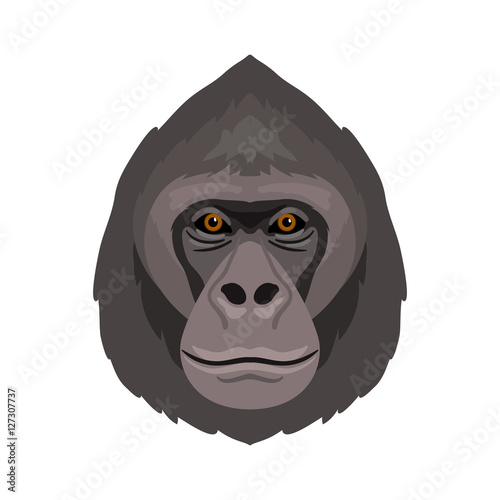 Vector monkey gorilla portrait