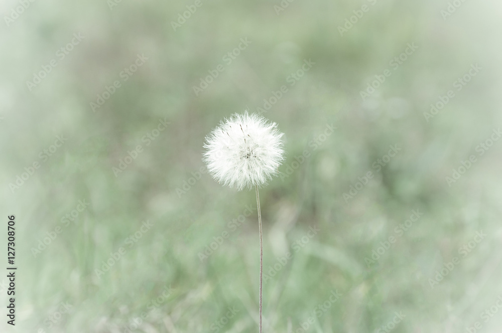 White flower that flies when it hits the wind