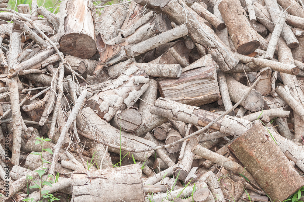 Fototapeta premium Tree trunks cut into small pieces