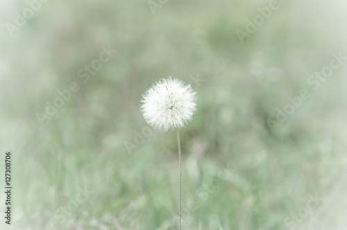 White flower that flies when it hits the wind
