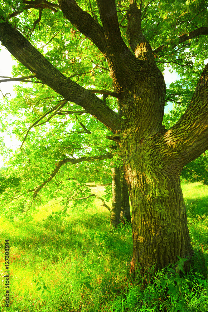 Fototapeta premium summer in sunny oak forest