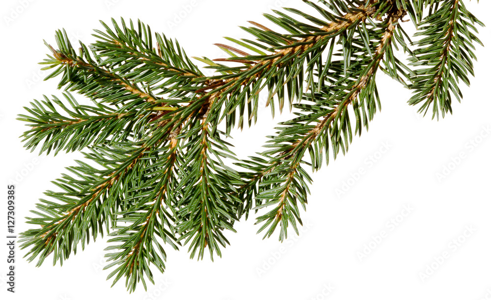 Christmas tree. fir tree. Christmas tree. fir tree.
