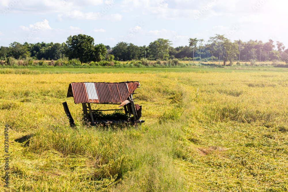 Obraz premium Old Cottage broken rice.