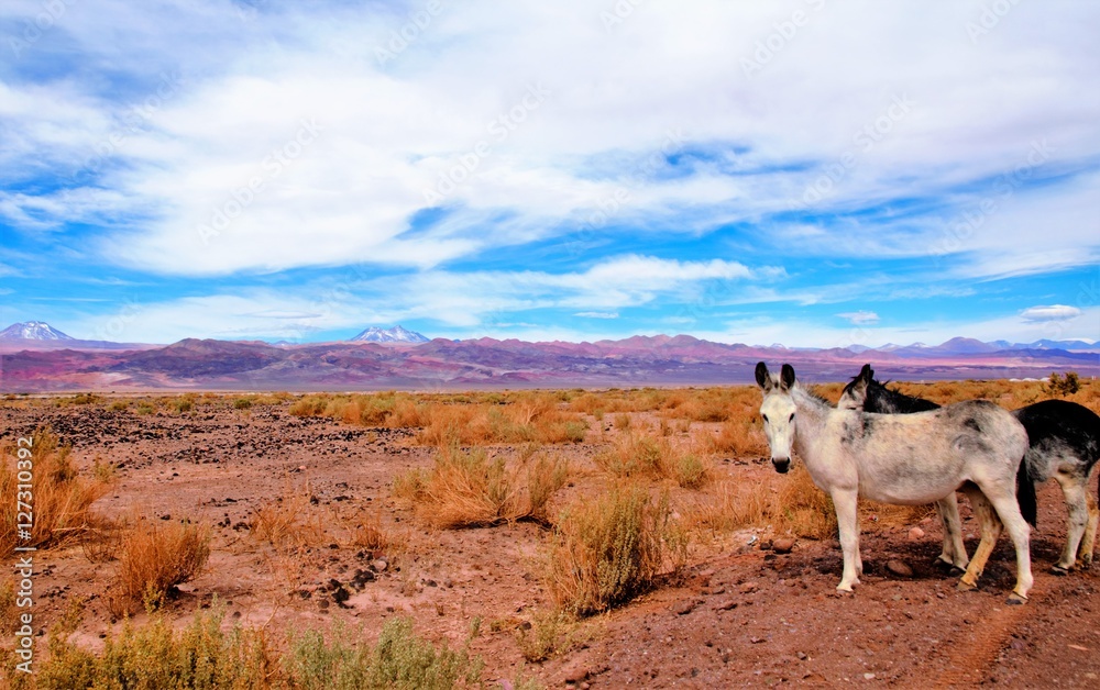 Donkeys standing on the side of the road in the Atacama desert with a ...