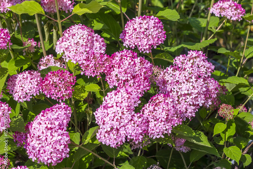 Pink hydrangea tree varieties 