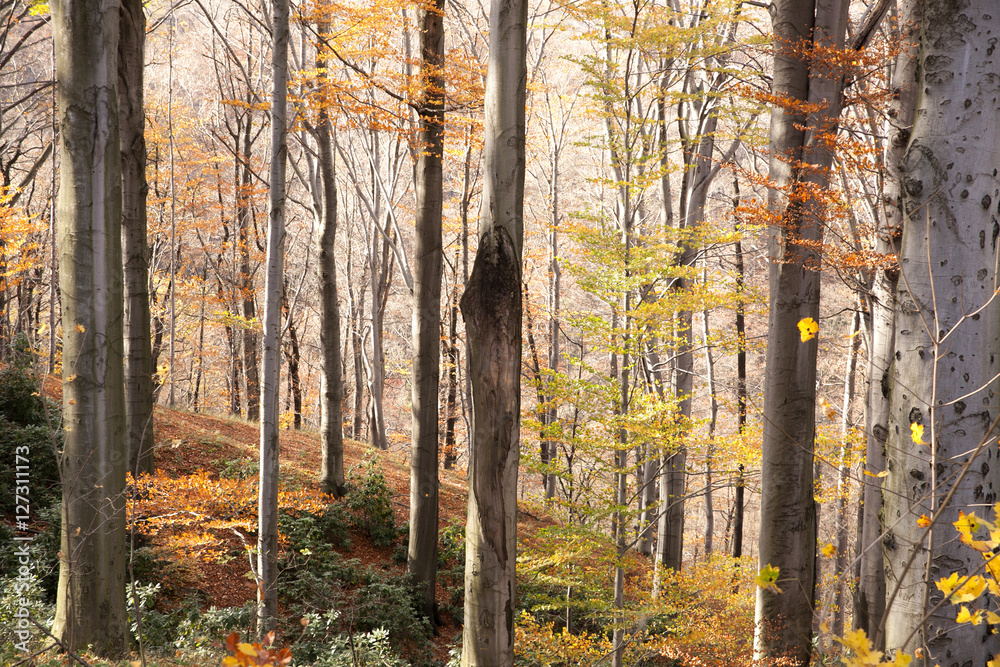 Obraz premium autumn