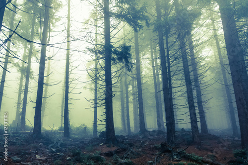 Fog in the haunted forest