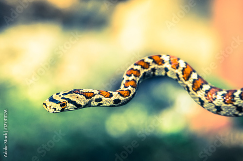 Snake isolated on green