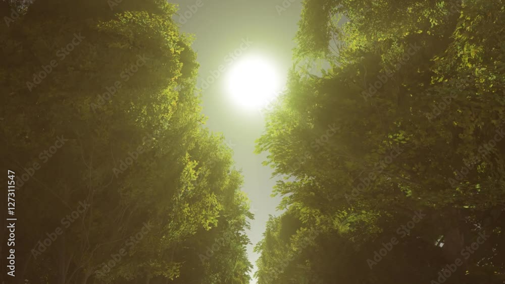 Sun rays through the trees, loopable animation through the forest