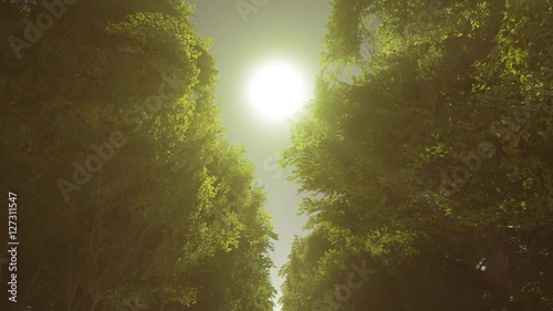 Sun rays through the trees, loopable animation through the forest