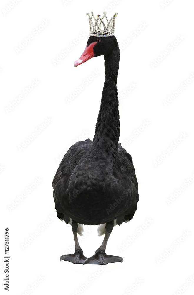 Naklejka premium black swan