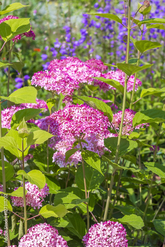 Pink hydrangea tree varieties 