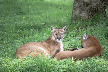Crédence de cuisine Puma Pumas accompagnés en pleine nature  © jesuschurion57