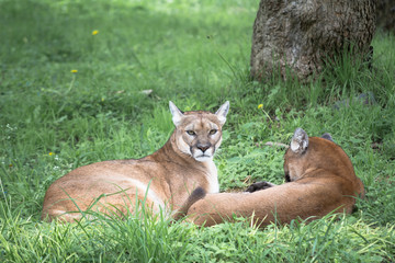 Crédence de cuisine Puma Regard méfiant d'un puma sauvage  © jesuschurion57