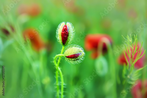 Fototapeta Naklejka Na Ścianę i Meble -  half-open buds of red poppies, the couple are in love. in the background a natural plan poppy field.
