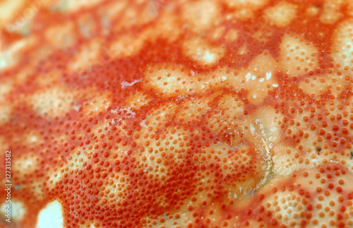 abstract background texture from shell crab