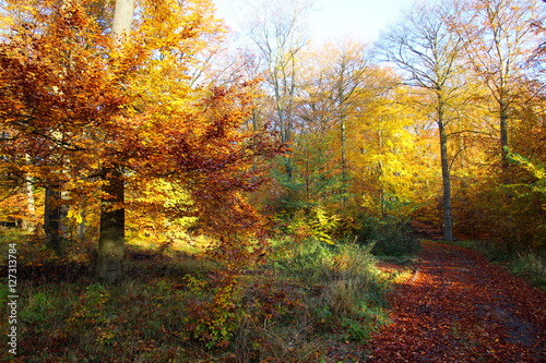 November colored forest © tiger2506