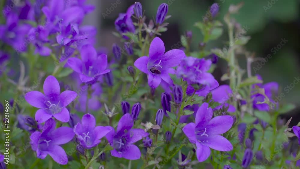 The purple bell flowers in the garden with a black bee on top of the flower in Ireland The purple bell flowers in the garden with a black bee on top of the flower in Ireland