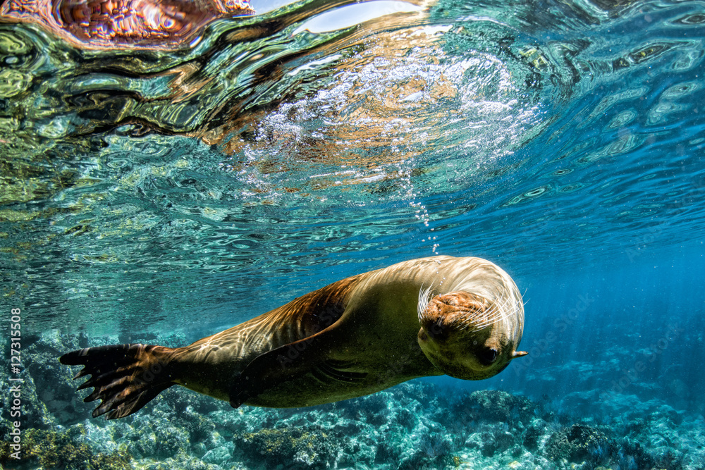 Obraz premium lew morski pod wodą podczas nurkowania w morzu cortez