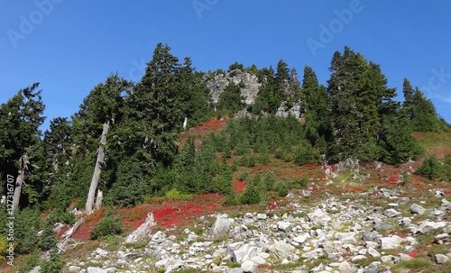 Evergreen and fall colors mixed in a sunny September morning in the mountains