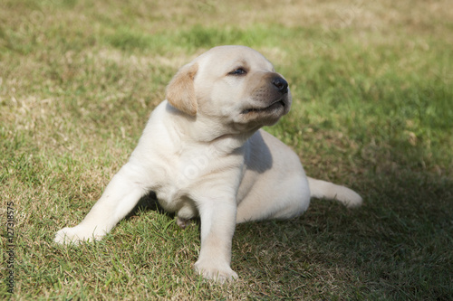 young sweet labrador puppy