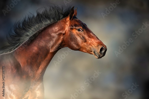 Bay stallion with long mane portrait in motion against dark background