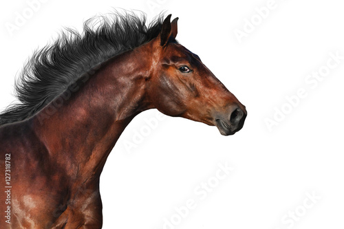 Bay horse portrait in motion isolated on white background