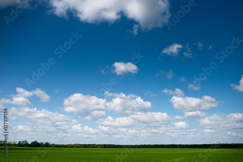landscape. Green field in sunny day © luxorphoto