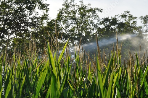 Water sprinkler installation in a field