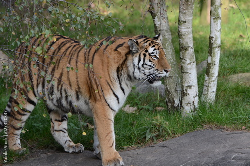 Fototapeta Naklejka Na Ścianę i Meble -  Call me Tiger