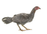 hen gamecock