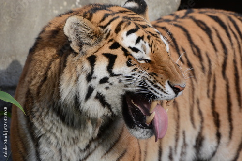 Fototapeta Naklejka Na Ścianę i Meble -  Call me Tiger