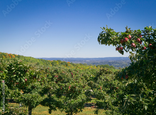 Apple farm on hill overlooking Hudson Valley