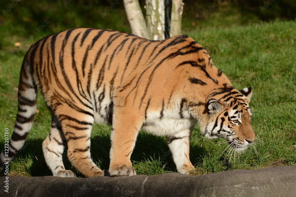 The Tiger The Tiger