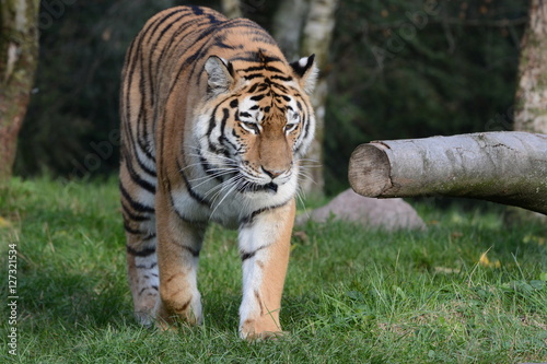 Fototapeta Naklejka Na Ścianę i Meble -  Tiger