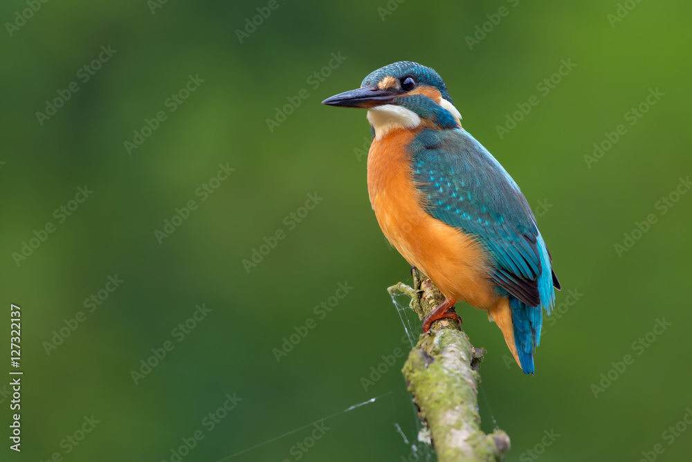 Common kingfisher perched for hunting Common kingfisher perched for hunting