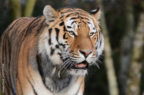 Fototapeta Naklejka Na Ścianę i Meble -  Tiger