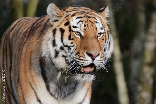 Fototapeta Naklejka Na Ścianę i Meble -  Tiger