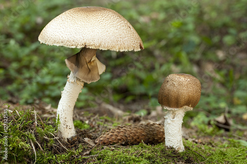Agaricus augustus