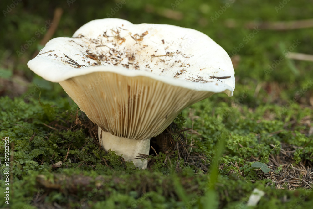 Obraz na plátně Lactarius vellereus