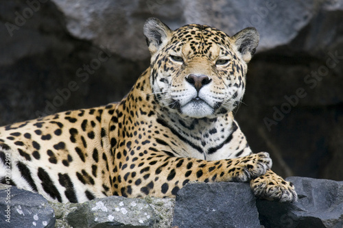 Jaguar (Panthera onca) lying on a rock staring into the camera in Ecuador.
